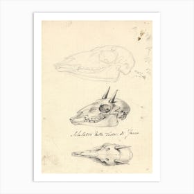 Three Animal Skulls, Luigi Balugani Art Print