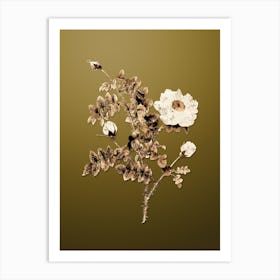 Gold Botanical White Burnet Roses on Dune Yellow n.3200 Art Print