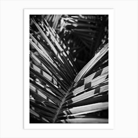 Close up Palm leaves // Ibiza Nature & Travel Photography Art Print