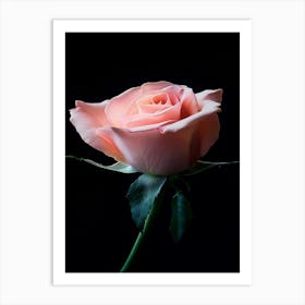 Pink Rose On Black Background 4 Art Print