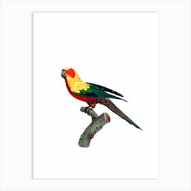 Vintage Sun Parakeet Bird Illustration on Pure White 1 Art Print