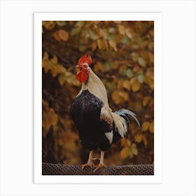 Autumn Rooster Art Print