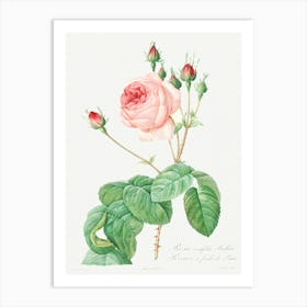 Cabbage Rose, Pierre Joseph Redoute (3) Art Print