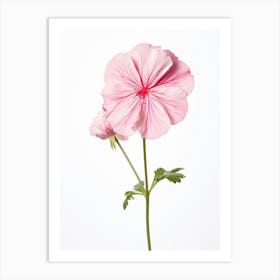 Pressed Wildflower Botanical Art Wild Geranium 1 Art Print