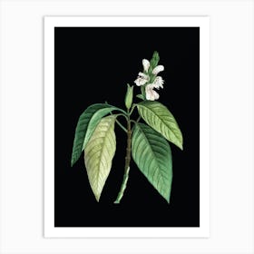 Vintage Malabar Nut Botanical Illustration on Solid Black n.0547 Art Print