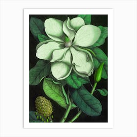 Magnolia 1 Art Print