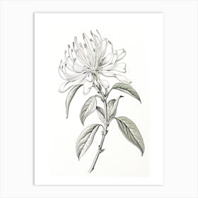 Honeysuckle Flower Vintage Botanical 0 Art Print