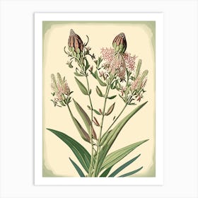 Prairie Milkweed Wildflower Vintage Botanical 1 Art Print