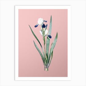Vintage Tall Bearded Iris Botanical on Soft Pink Art Print