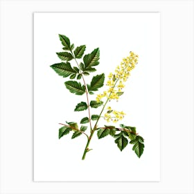 Vintage Golden Rain Tree Botanical Illustration on Pure White Art Print