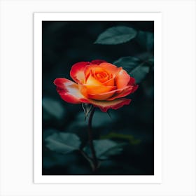 Orange Rose 23 Art Print