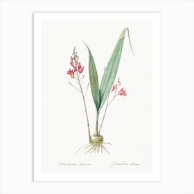 Pine Pink, Pierre Joseph Redoute Art Print