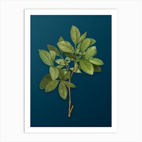 Vintage Eastern Leatherwood Botanical Art on Teal Blue n.0258 Art Print