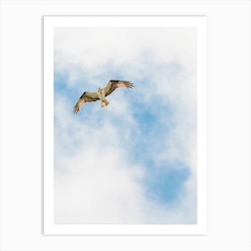 Osprey on the wind Art Print