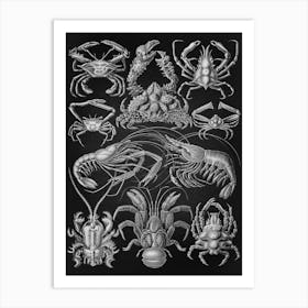 Vintage Haeckel 9 Tafel 86 Zehnfusskrebse Art Print