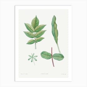 Tree Leaves Set, Pierre Joseph Redoute Art Print