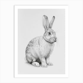 American Fuzzy Rabbit Drawing 2 Art Print