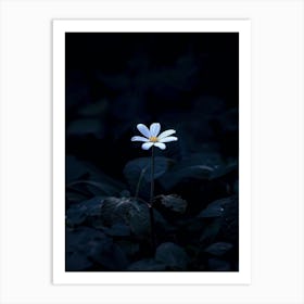 White Daisy In The Dark Art Print