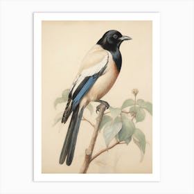 Vintage Bird Drawing Magpie 3 Art Print
