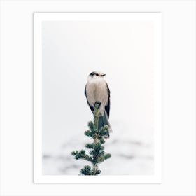 Winter Bird Art Print