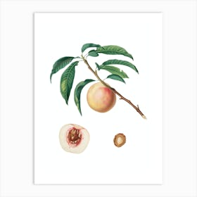 Vintage White Speckled Peach Botanical Illustration on Pure White n.0438 Art Print