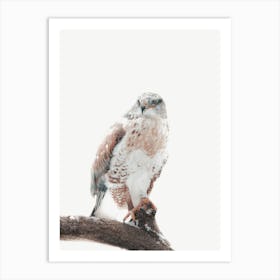 Neutral Hawk Art Print