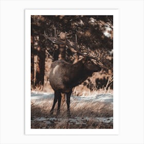 Wilderness Elk Art Print