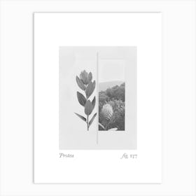 Protea Botanical Collage 3 Art Print