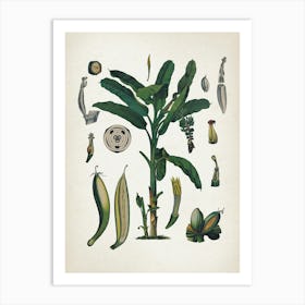 Vintage Bollmann 6 Gemeine Banane Art Print