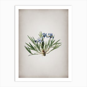 Vintage Dwarf Crested Iris Botanical on Parchment n.0211 Art Print