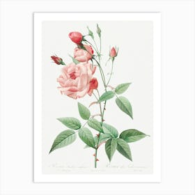 Old Blush China, Pierre Joseph Redoute Art Print