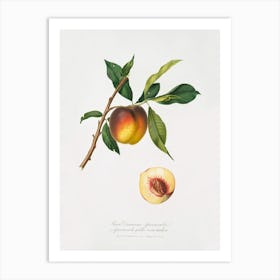 Peach (Prunus Persica) From Pomona Italiana (1817 1839), Giorgio Gallesio 1 Art Print