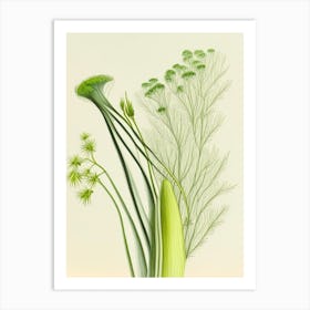 Fennel Herb Pencil Colour 2 Art Print