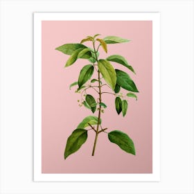 Vintage Chilean Wineberry Branch Botanical on Soft Pink n.0173 Art Print