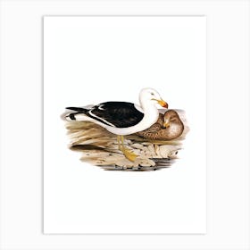 Vintage Pacific Gull Bird Illustration on Pure White Art Print