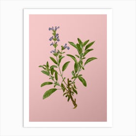 Vintage Garden Sage Botanical on Soft Pink n.0961 Art Print