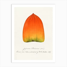 Japanese Orange Art Print