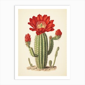 Vintage Cactus Illustration Woolly Torch Cactus 3 Art Print