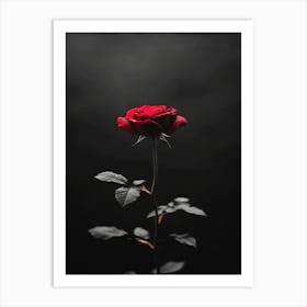 Dark Rose 147 Art Print