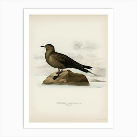 Parasitic Jaeger, The Von Wright Brothers 1 Art Print