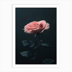 Pink Rose 5 Art Print