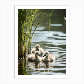 Cygnets Swimming Gracefully On A Serene Lake In Their Soft Fluffy Overlapping Feathers Reflecting T Art Print