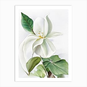 White Trillium Wildflower Watercolour 2 Art Print