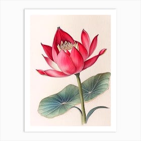 Red Lotus Watercolour Ink Pencil 1 Art Print