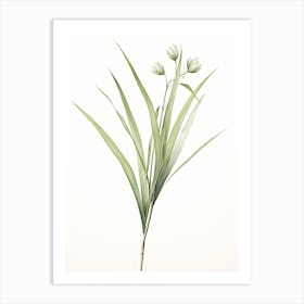 Lemongrass Vintage Botanical Herbs 1 Art Print