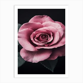 Pink Rose On Black Background 50 Art Print