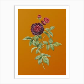 Vintage One Hundred Leaved Rose Botanical on Sunset Orange n.0223 Art Print