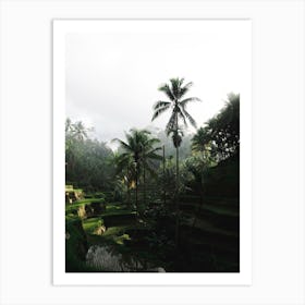 Early Morning Rice Terrace Ubud Bali Art Print