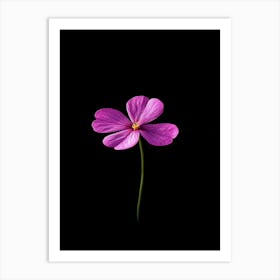 Single Purple Flower Isolated On Black Background Art Print