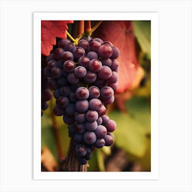 Grapes On The Vine Art Print